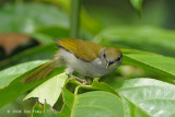 Sunbird, Plain (female)