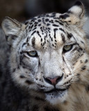 Snow Leopard