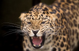 Amur Leopard