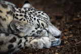 Snow Leopard