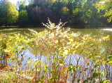 Crocheron Park in Bayside Queens, NYC