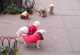 Dogs in waiting
