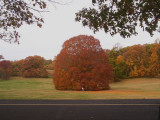 Big tree