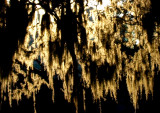 Spanish Moss in Savannah