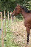 Nos amis les chevaux