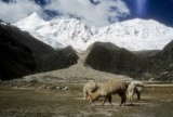 Base camp in Quebreda Ishinca with Tocllaraju