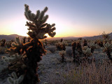 Cholla cactus garden sunrise
