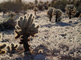 Cholla cactus garden