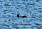 loon