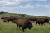 Buffs at Custer SP.jpg