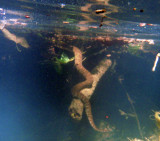 Underwater pic of Water Snake