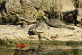 Turtles.jpg