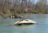 Turtles Redbuds Serviceberry.jpg