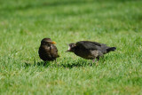 Blackbird & Chick