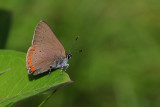 CGCT Luskville End of Hotel de Ville rd 203 Coral Hairstreak Satyrium titus.jpg