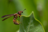 Mantis fly Luskville falls 096.jpg