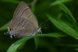 Hickory hairstreak Satyrium caryaevorum CGCT Kingston_Ritchie Rd_QBS 473.jpg