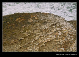 Clifftop Walk #01, Davenport, CA