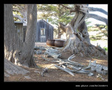 Whalers Cabin #02, Point Lobos, CA