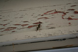 Ouch - a Wasp!