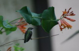 First Hummingbird Ive seen in our yard this year....at summers end