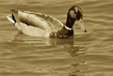 On Golden Pond....oops....make that Sepia