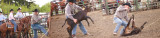 Calf roping