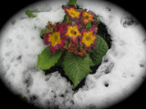 Snow Flowers