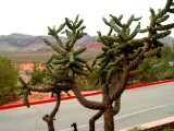 Cactus at Valley of Fire