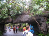 Entering in to the Animal Kingdom