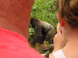 Watching the gorilla...in awe