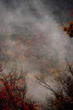 Through the Mist