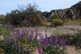 Lupines