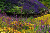 Layers of Color
