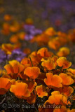 Eye Poppin' Poppies