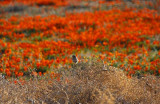 Peeper in Poppies