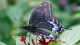 Spicebush Swallowtail.JPG
