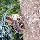 Owl Butterfly.JPG