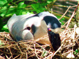 Boat-Billed Heron.jpg