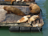 Pier 39