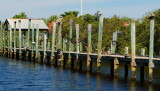 Pelicans Perched on Posts 2.jpg