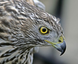 Northern Goshawk (Accipiter gentilis)