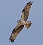 Osprey (Pandion haliaetus)