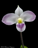 Paphiopedilum vietnamense 'Memoria Ruth Murray' AM/AOS