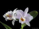 Sc. Memoria Alberto Wenzel 'Marble Branch' HCC/AOS