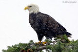 Eagle in snow