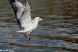 Gull (DSC_6130)