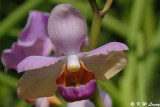Orchid (DSC_0205)