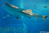 Shark DSC_8126