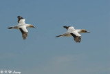 Gannets (DSC_6661)